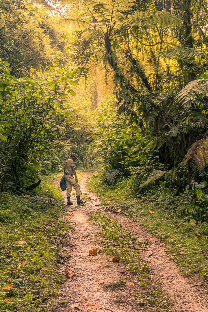 Thuermer Tours Was Kostet Ein Gorilla Tracking Permit In Uganda 